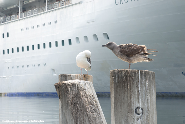 Gulls and Cruise Ship
