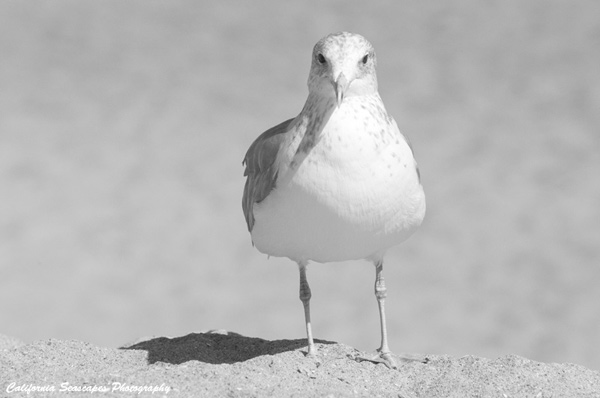 Seagull on Beach 603