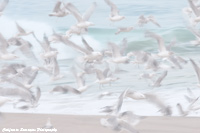 Gulls and Surf
