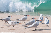 Least Terns and Surf 02
