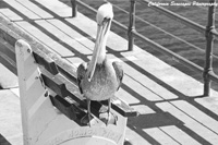 Santa Monica Pelican
