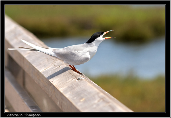 Coastal Least Tern