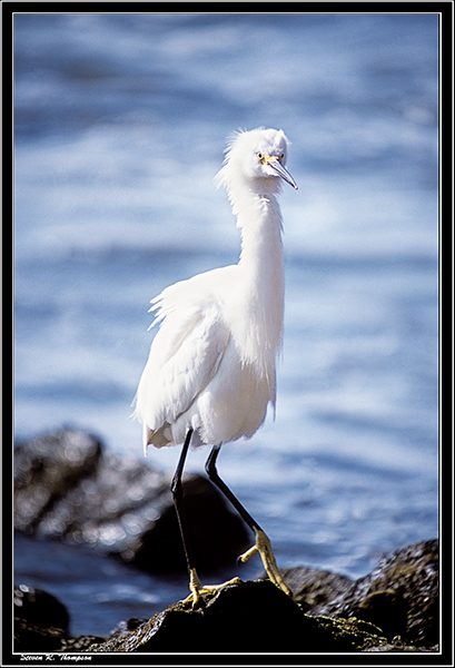 Coastal Snowy Egret