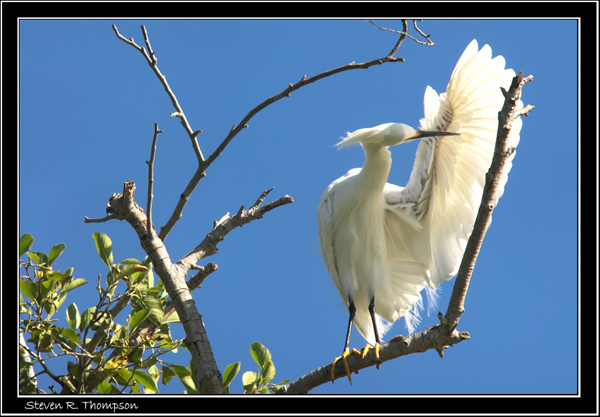 Snowy Egret in Tree