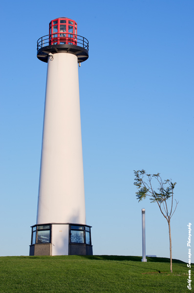 Long Beach Lighthouse  Small Tree