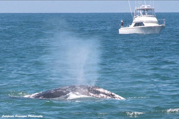 Gray Whale and Boat