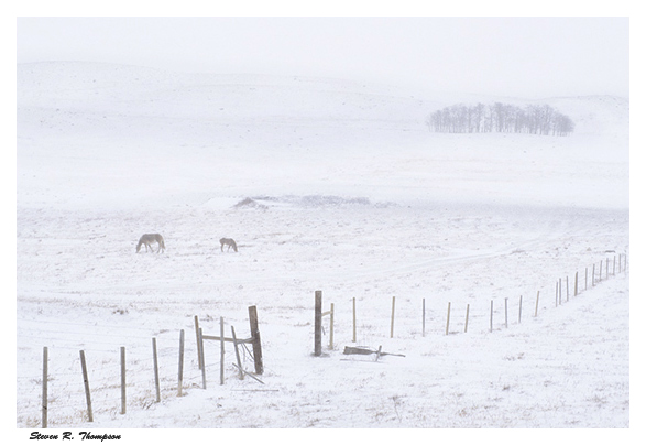 Snowfall and Horses