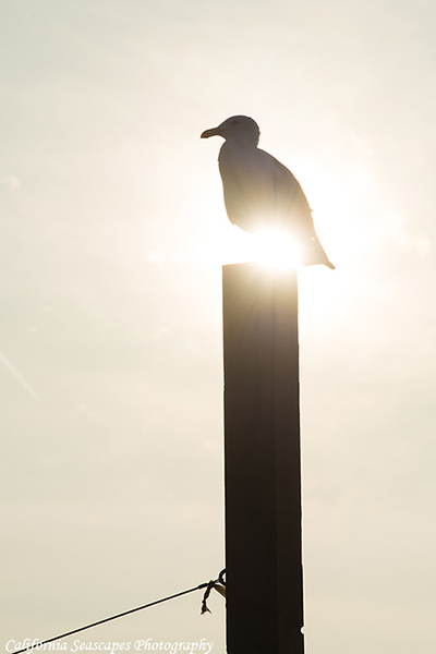 Seagull and Sunlight