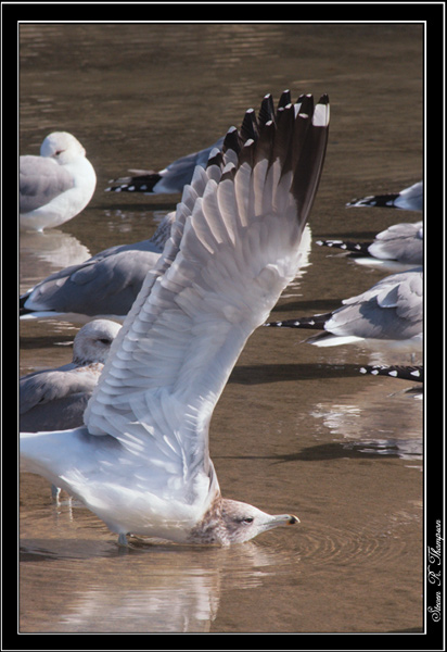 Stretching Seagull
