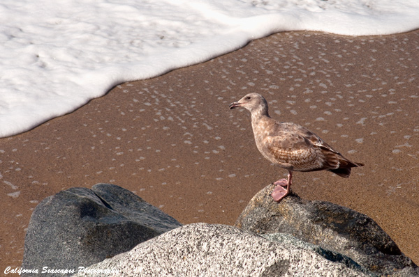 Seagull on Rock