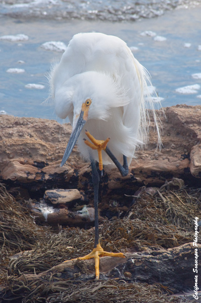 Snowy Egret 03