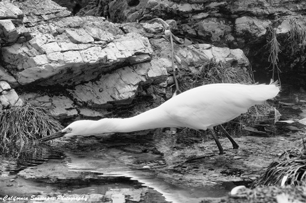Snowy Egret 20