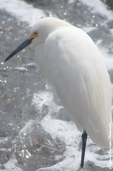 Snowy Egret 19