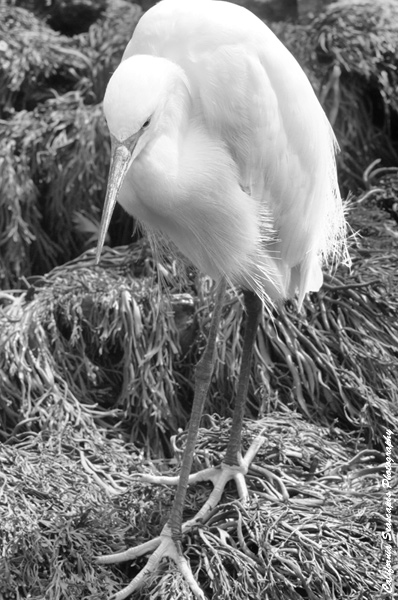 Snowy Egret 18