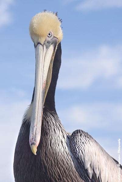 Pelican 501